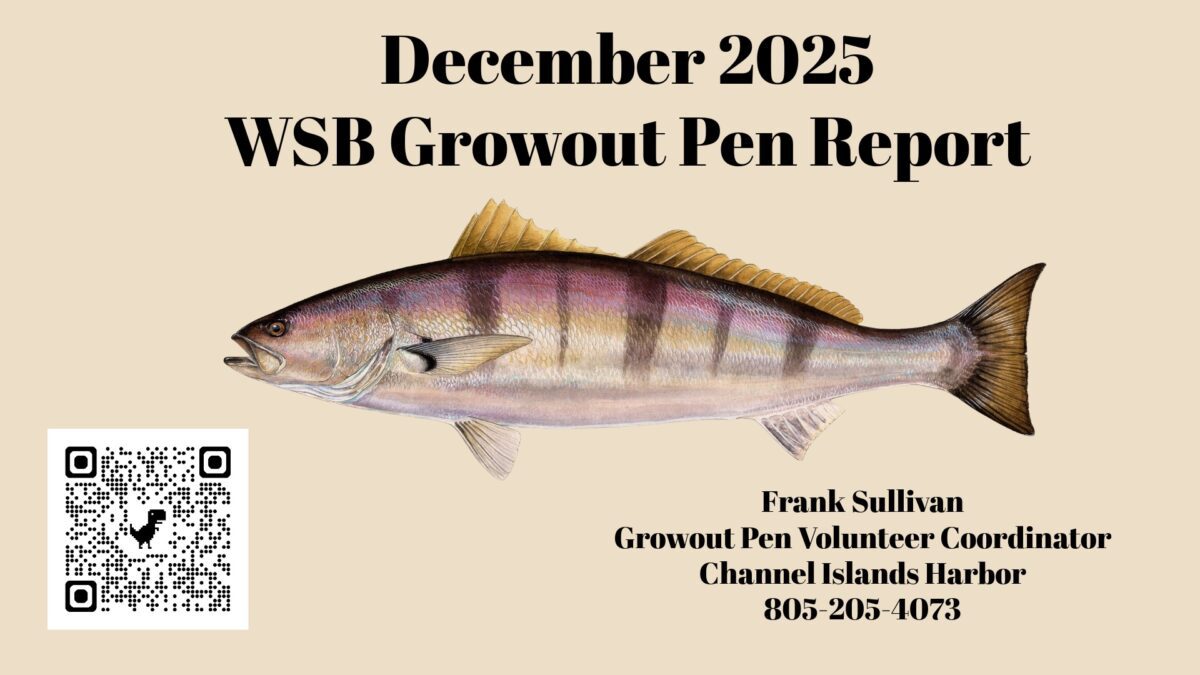 White Seabass Grow-out Pen Report | December 2025